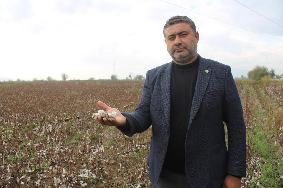 Aydın'da pamuk tarlalarını dolu vurdu