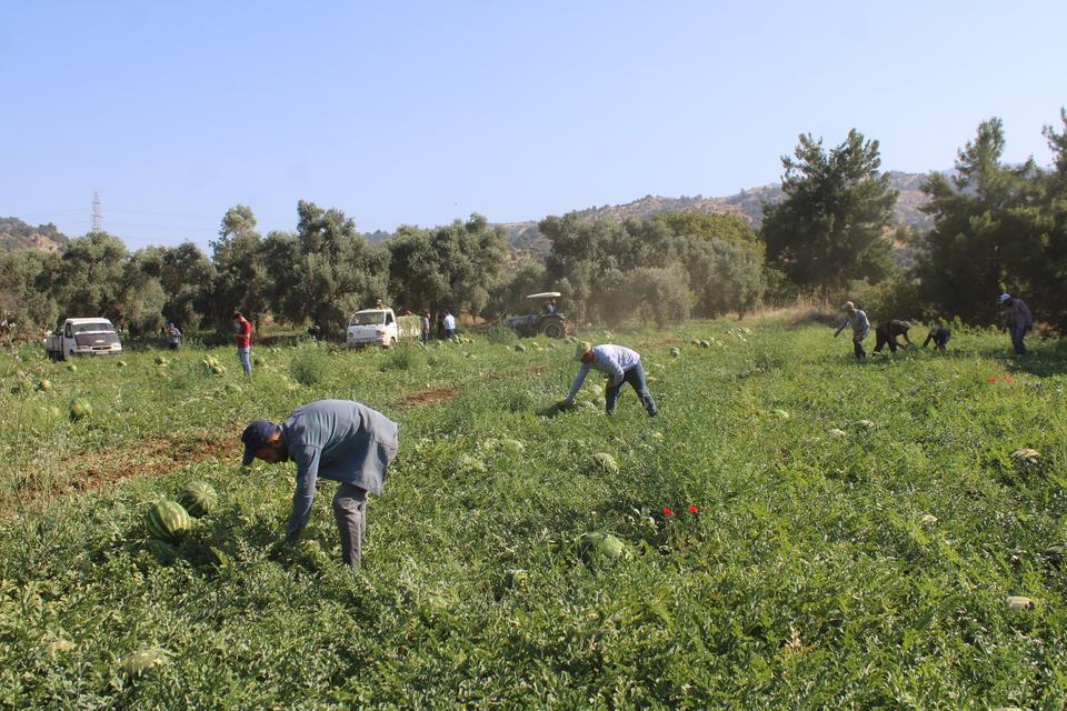 ÇUKUROVA'DAN SONRA TÜRKİYE'NİN GÖZÜ BURADA AYDIN KARPUZU İÇİN PAZARCILAR GÜN DOĞMADAN SIRAYA GİRİYOR KARPUZ KUYRUĞU TARLADA BAŞLIYOR