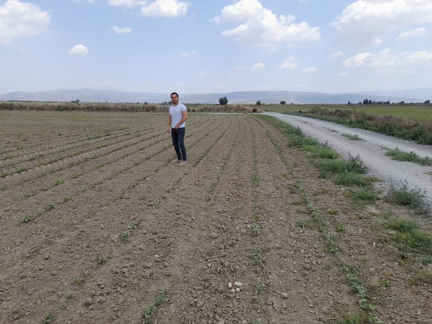 PAMUKTA PEMBE KURT MÜCADELESİ SÜRÜYOR SÖKE'DE TUZAK SAYIMLARI YAPILDI