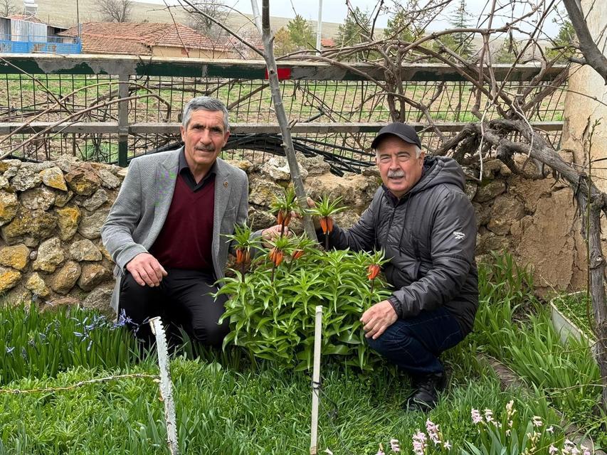 Bu laleleri gözleri gibi koruyorlar