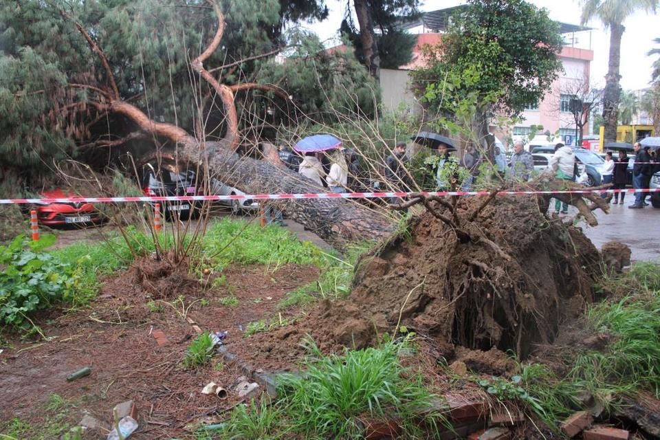 Aydın'da dev çam ağacı park halindeki araçların üzerine devrildi