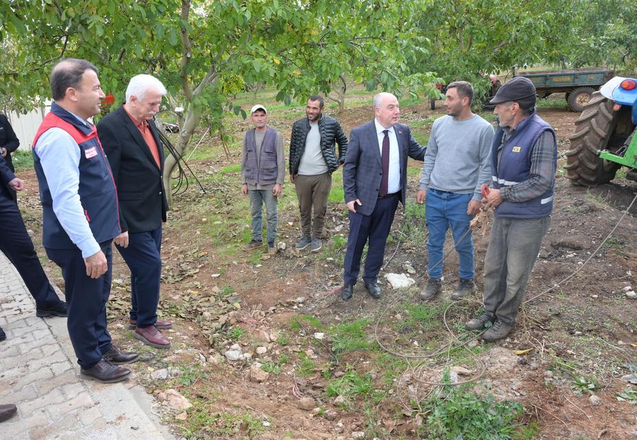 Denizli'de sezonun ilk ceviz hasadı Tavas'ta yapıldı