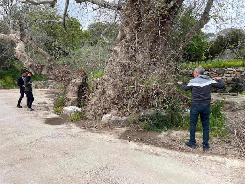 BODRUM'DA 2 BİN YILLIK DEV ÇINAR KEŞFEDİLDİ ANIT AĞAÇ İÇİN SÜREÇ BAŞLADI
