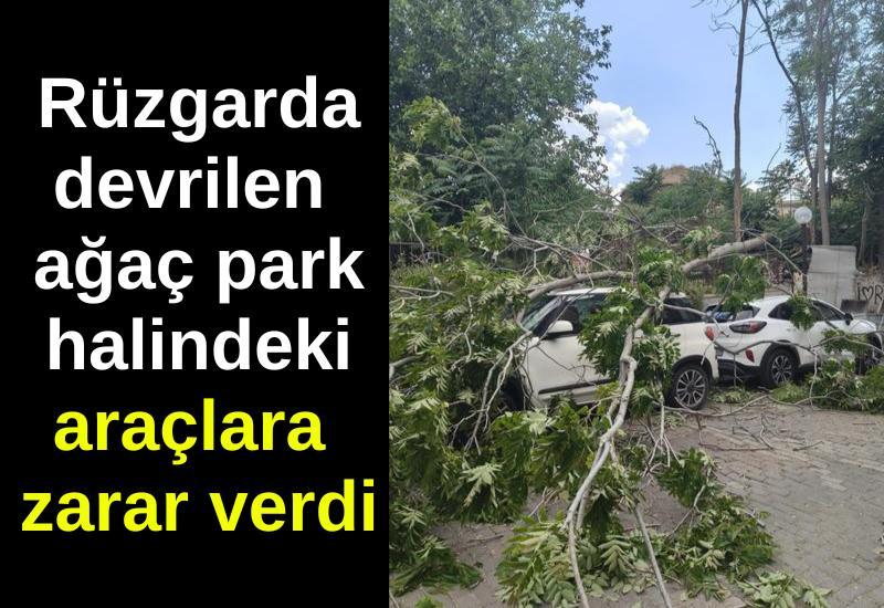 Aydın'da rüzgarda devrilen ağaç 3 otomobilde hasara yol açtı