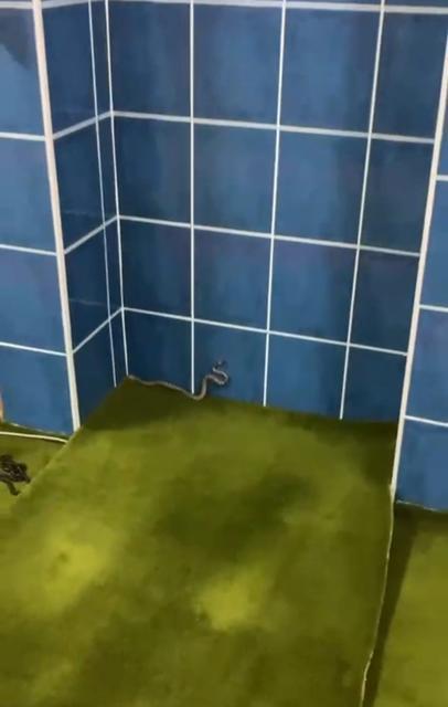Antalya’nın Gazipaşa ilçesinde bir cami yılanların meskeni haline geldi. Camide son 20 günde üç yılan yakalanarak doğal ortamına bırakıldı.