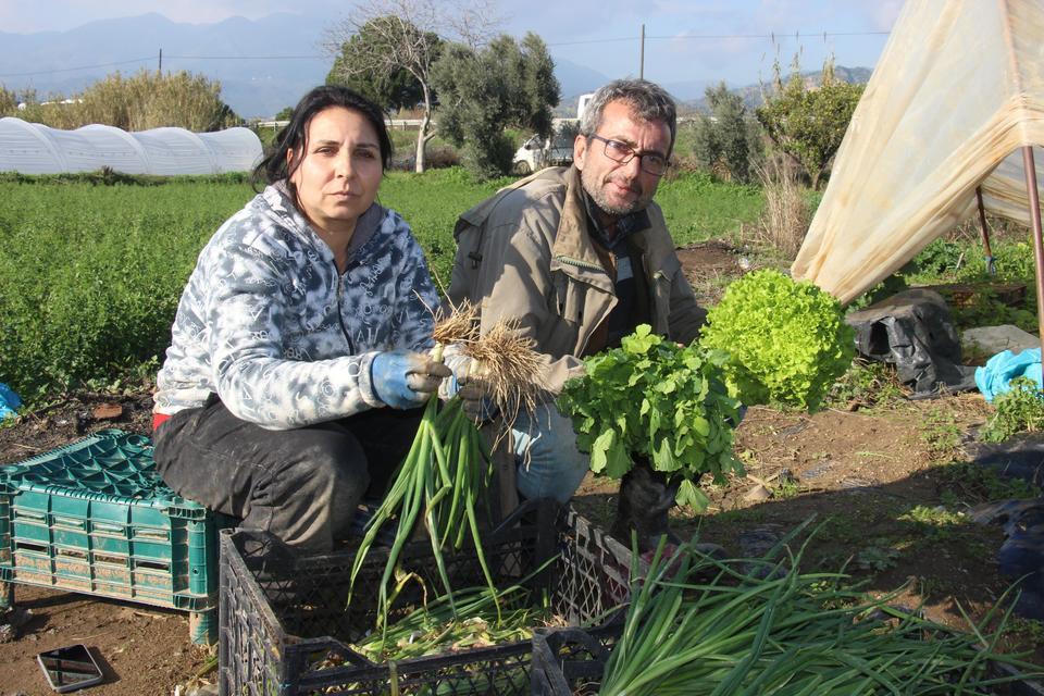 SOLAGAY ÇİFTİ, YILIN 12 AYI SALATALIK ÜRÜN YETİŞTİREREK EKMEKLERİNİ KAZANIYOR