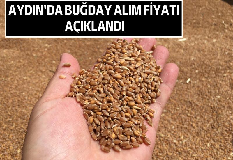Aydın'da buğday alım fiyatı açıklandı