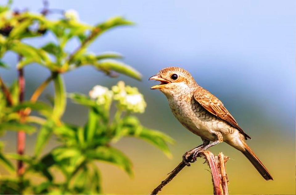 SAVCININ OBJEKTİFİNDEN YABAN HAYATI SAVCININ ÇEKTİĞİ HAYVANLAR ALEMİ VİDEOLARI BELGESELLERİ ARATMIYOR
