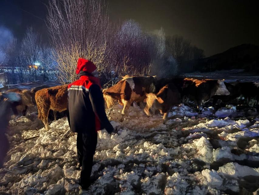 REFAHİYE'DE HAYVAN YÜKLÜ TIR KAZASI: 45 BÜYÜKBAŞ KURTARILDI