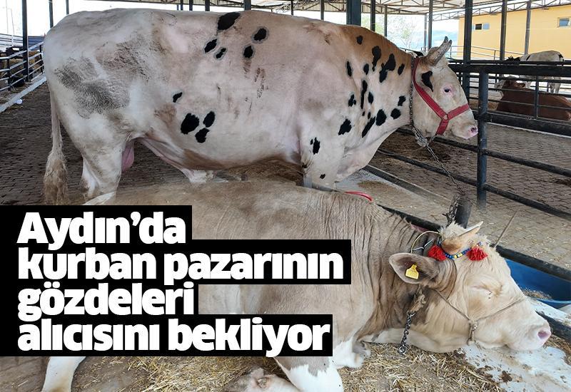 Kurban pazarının gözdeleri alıcısını bekliyor