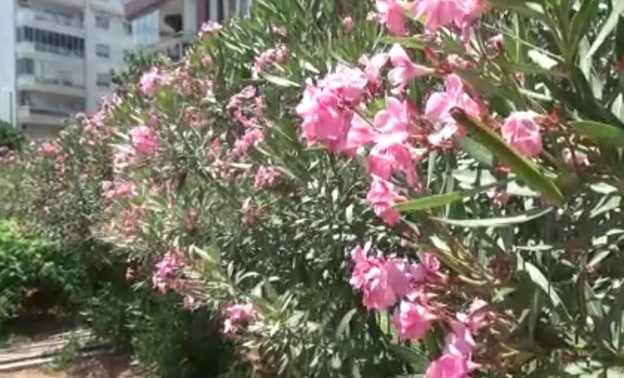 Aydın’da zakkum zehir oldu: Yaşam mücadelesi veriyor