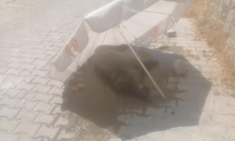 Aydın'da merhamet dersi: Yaralı domuz için 15 saattir nöbetteler