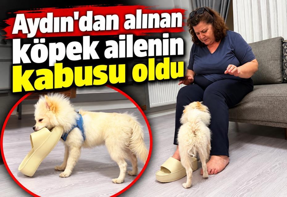 Aydın'dan alınan köpek ailenin kabusu oldu