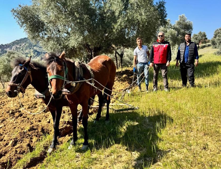 Aydın’da geleneksel üretim: Traktör giremiyor, o atlarla sürüyor