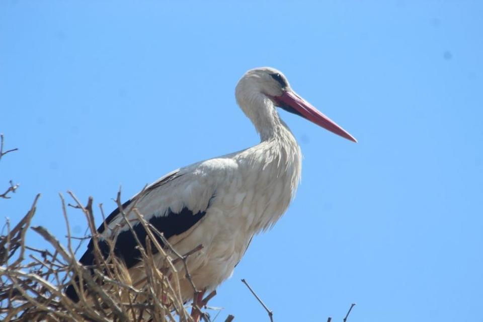 Sazlı’da leylekler yeni yuvasına kavuştu