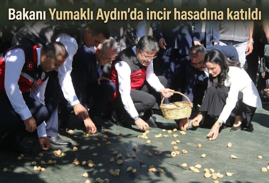 Bakanı Yumaklı Aydın’da incir hasadına katıldı