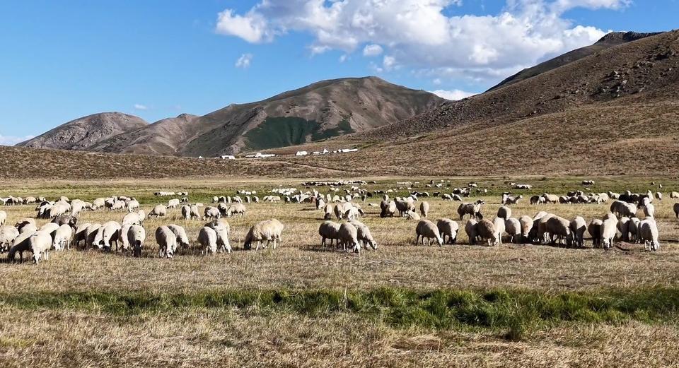 150 bin lira maaşa rağmen çoban sıkıntısı çözülemedi