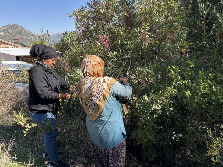 MEYVESİ 300, YAĞI BİN 200 LİRADAN SATILIYOR; POSASI BİLE DEĞERLENDİRİLİYOR TOROSLARIN ŞİFALI BİTKİSİ MENENGİÇ YÖRE HALKINA GELİR KAPISI OLDU