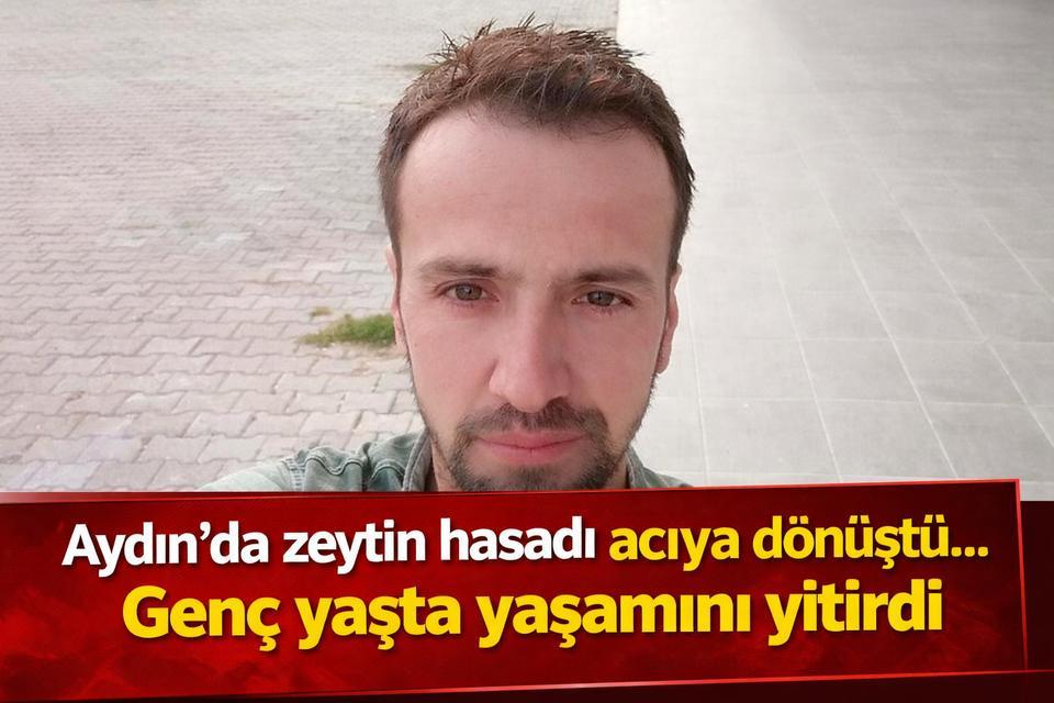 Aydın’da zeytin hasadı acıya dönüştü