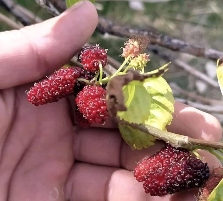 TUNCELİ'DE DUT AĞACI MEVSİMİ ŞAŞIRDI, İKİNCİ KEZ MEYVE VERDİ