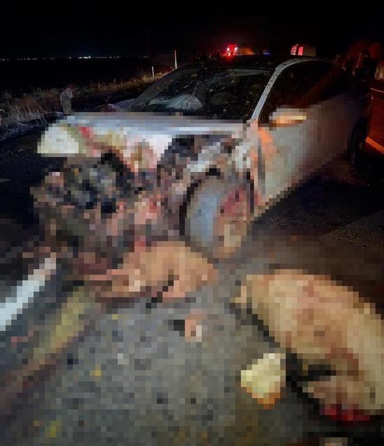 ŞANLIURFA'DA KOYUN SÜRÜSÜNE ÇARPAN OTOMOBİLİN SÜRÜCÜSÜ ÖLDÜ