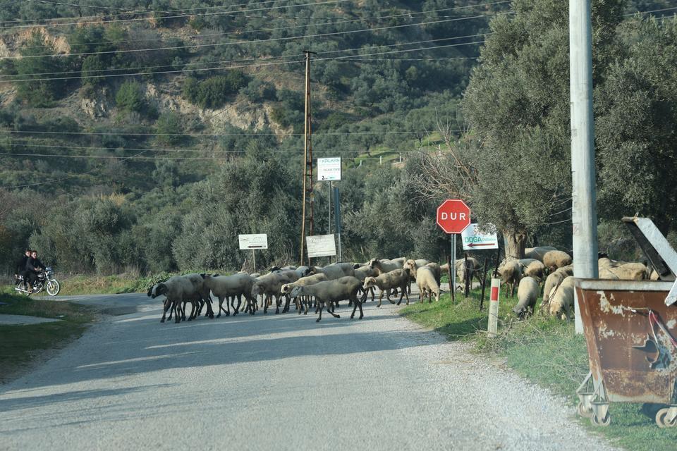 HAVALAR ISINDI, SÜRÜLER DOĞAYA SALINDI AYDIN'DA KOYUNLAR KURBAN'A HAZIRLANIYOR