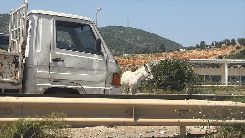 EŞEKLER TRAFİĞİ BİR BİRİNE KATTI
