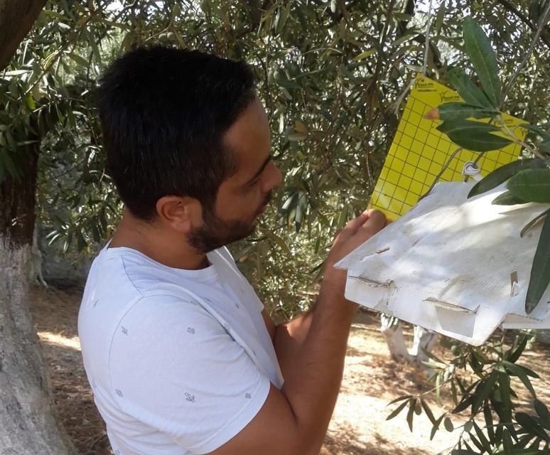 Söke'de zeytin sineği alarmı