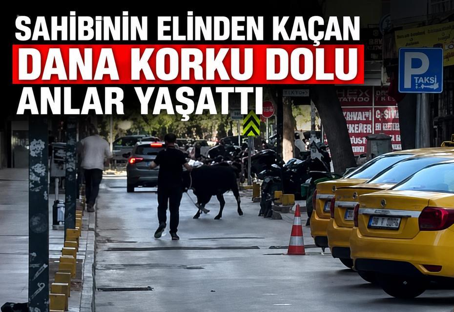 Sahibinin elinden kaçan dana korku dolu anlar yaşattı