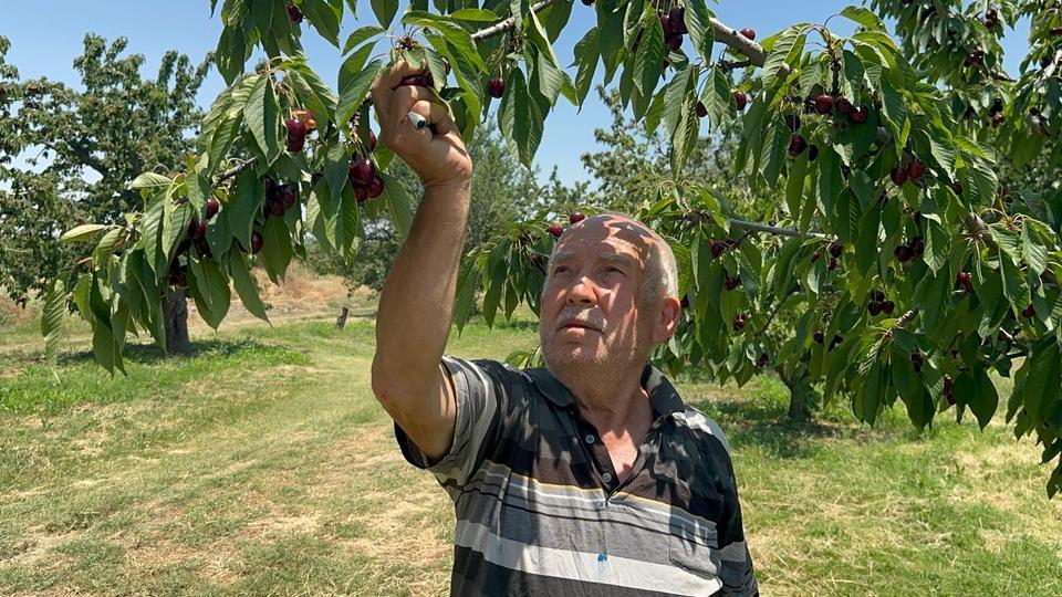 GEÇEN YIL DON VURAN BAHÇELERDE ÜZÜM SALKIMI GİBİ KİRAZ YETİŞTİ