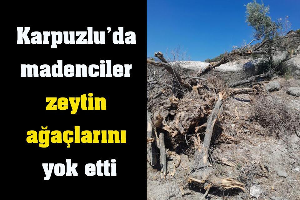 Karpuzlu’da madenciler zeytin ağaçlarını yok etti
