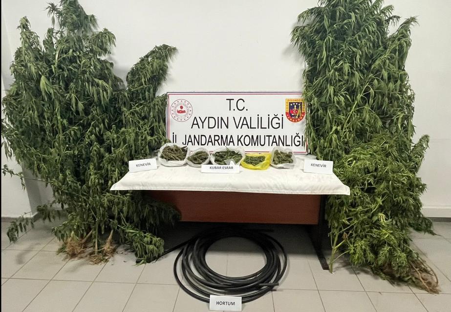 Aydın’da kestane bahçesini uyuşturucu bahçesine dönüştürmüş
