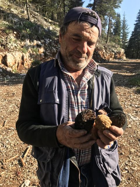 ANTALYA'DA 'KUZUGÖBEĞİ MANTARI' SEZONU BAŞLADI AKSEKİ İLÇESİNDE, SEDİR VE LADİN GİBİ AĞAÇLARIN DİBİNDE TOPLANAN KUZUGÖBEĞİ MANTARI, KİLOGRAMI BİN 250 LİRADAN SATILIYOR