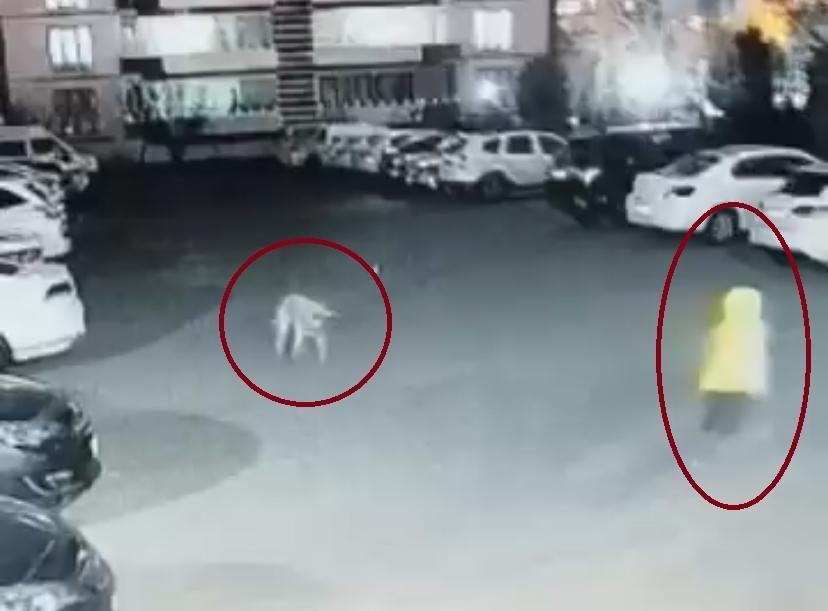 DİYARBAKIR'DA KÖPEK SALDIRISINI UĞRAYAN KADIN VE ÇOCUK CANINI ZOR KURTARDI KÖPEK SALDIRISI GÜVENLİK KAMERASINA YANSIDI: KADIN, KÖPEK SALDIRISINDAN KURTULMAK İÇİN ADETA GÜREŞTİ