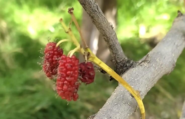 Mevsimi şaşıran dut ağacı ikinci kez meyve verdi