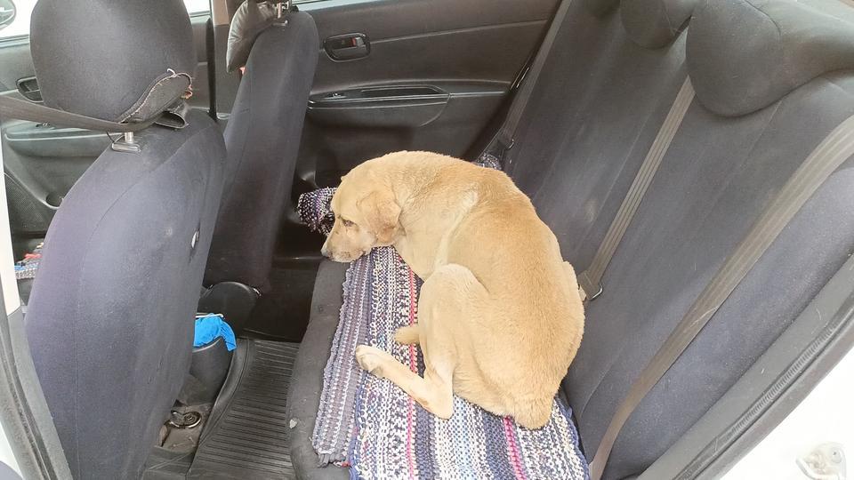 HAYVANSEVER TAKSİCİDEN ÖRNEK DAVRANIŞ HASTALANAN SOKAK KÖPEĞİNİ TAKSİSİNE ALIP VETERİNERE GÖTÜRDÜ