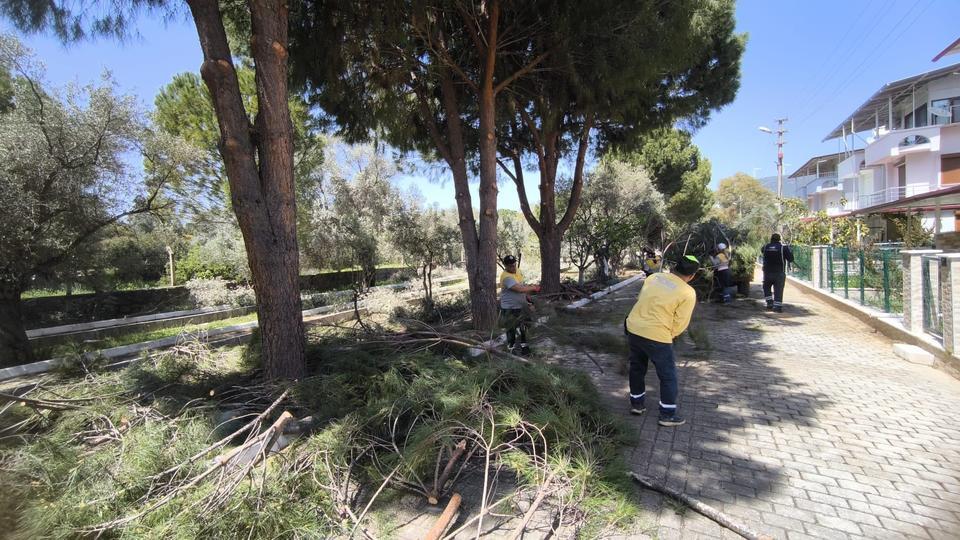 Didim'de ağaçlar budandı