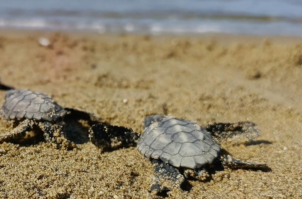 Kuşadası’nda 61 caretta caretta yavrusu denize ulaştı