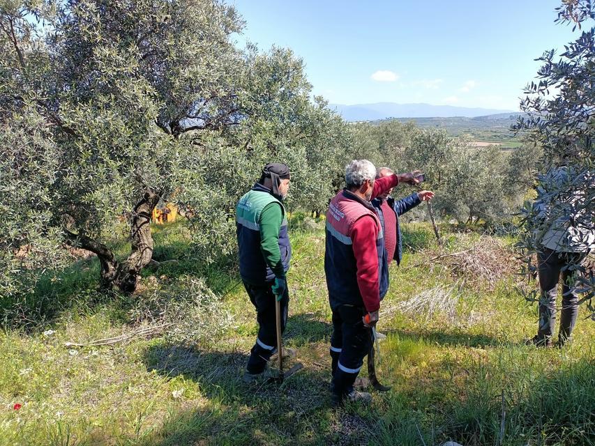 Karacasu’da zeytin ağaçlarına bahar bakımı başladı