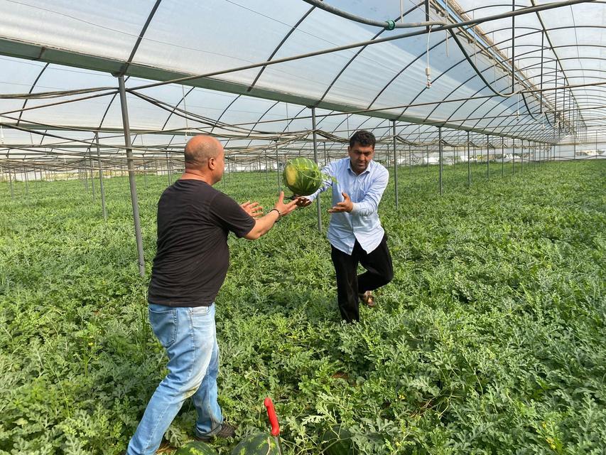 ANTALYA'DAKİ SICAK HAVALAR KARPUZ HASADINI ÖNE ÇEKTİ DÖNÜMDEN 4 TON HASADIN GERÇEKLEŞTİĞİ KARPUZUN KİLOSU 23 İLA 25 LİRA ARASINDA DEĞİŞİYOR