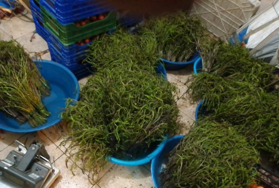 AYDIN'DA KENDİLİĞİNDEN YETİŞEN BU OTLAR GARİBANIN CÜZDANINI ZENGİNİN SOFRALARINI SÜSLÜYOR DAĞLARDAN BEDAVAYA TOPLANIYOR, ŞEHİRDE BAĞI 100 TL'YE KADAR ALICI BULUYOR