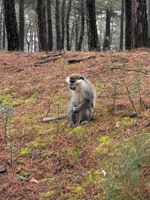 Mantar aramak için gittiği ormanda maymun buldu