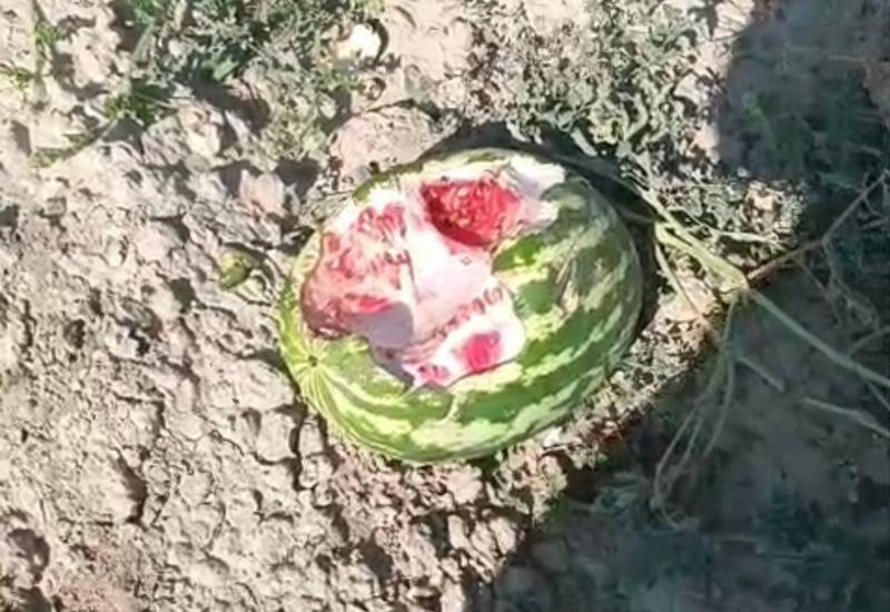 Yaban domuzları karpuz tarlalarına dadandı