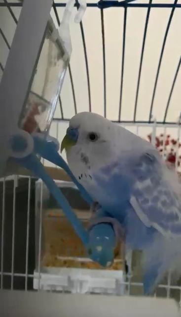 TAKSİCİLERDEN VEFA...ÖLEN MUHABBET KUŞLARI İÇİN MİNİ MEZAR YAPTILAR BURSALI TAKSİCİLER DURAKLARININ YANINA MİNİ MEZARLIK YAPARAK BERDUŞUN ANISINI YAŞATIYORLAR