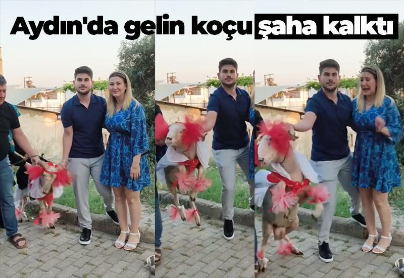Aydın'da gelin koçu şaha kalktı