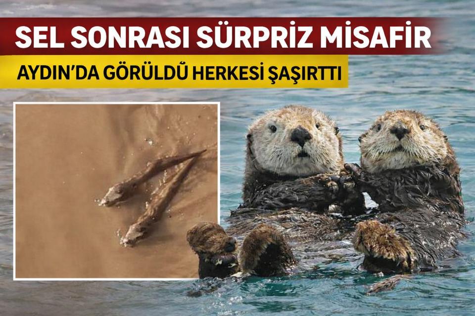 Aydın'da sel sonrası sürpriz misafir