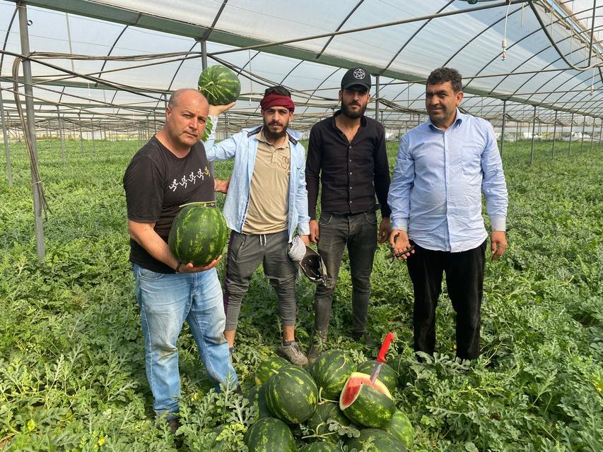 ANTALYA'DAKİ SICAK HAVALAR KARPUZ HASADINI ÖNE ÇEKTİ DÖNÜMDEN 4 TON HASADIN GERÇEKLEŞTİĞİ KARPUZUN KİLOSU 23 İLA 25 LİRA ARASINDA DEĞİŞİYOR
