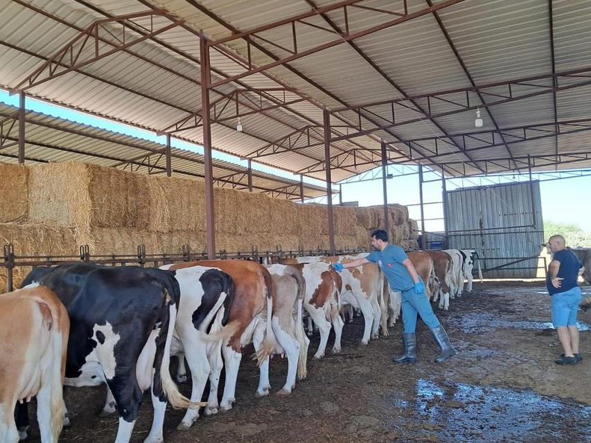 Köşk'te şap aşılaması başladı