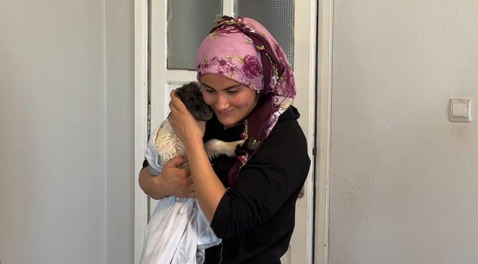 ANNESİZ KALAN KUZU AİLENİN 'UMUT'U OLDU ANNESİZ KUZUYU EV ORTAMINDA BEBEK ŞAMPUANIYLA YIKAYIP BİBERONLA BESLİYORLAR