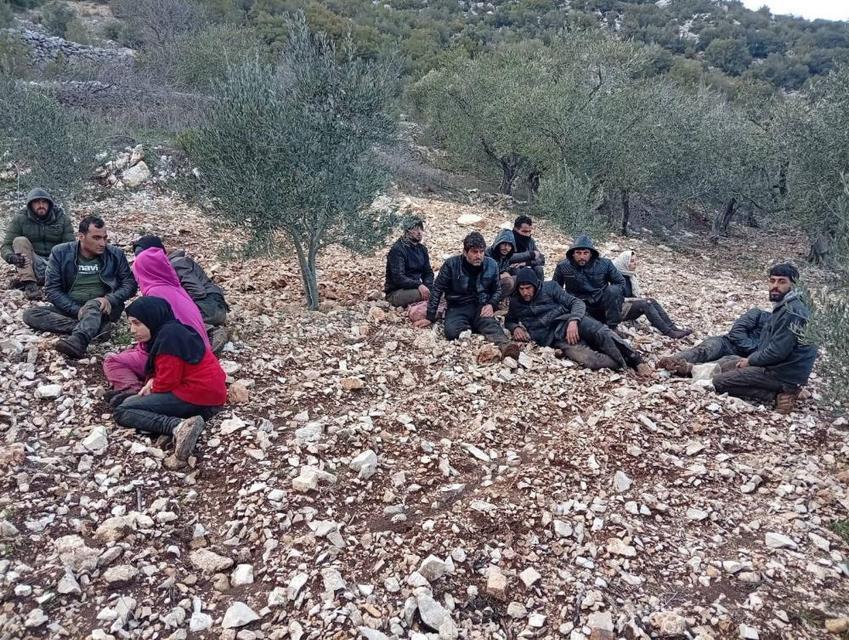 Zeytinlik alanda 30 düzensiz göçmen yakalandı